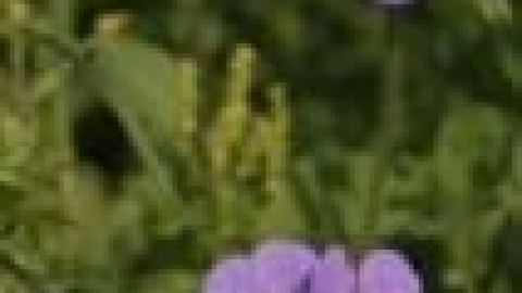 טבעי ביקנעם - תמונה 7 - imgi_31_flowers_3_jpg