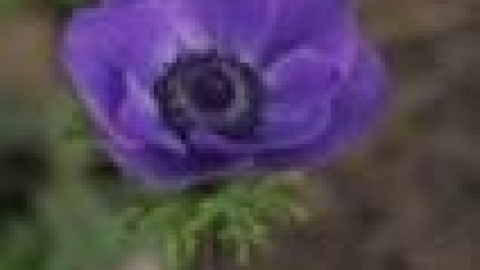 טבעי ביקנעם - תמונה 18 - imgi_32_flowers_4_jpg