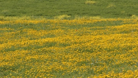 טבעי ביקנעם - תמונה 20 - imgi_90_flowers_8