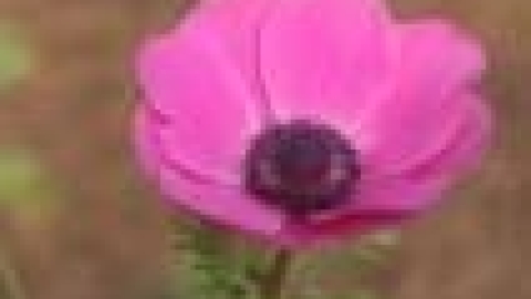טבעי ביקנעם - תמונה 19 - imgi_27_flowers_10_jpg