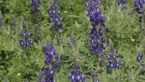 טבעי ביקנעם - תמונה 23 - imgi_84_flowers_2