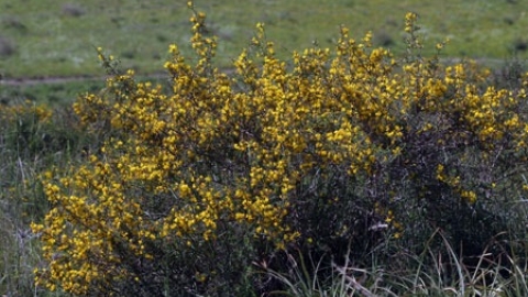 טבעי ביקנעם - תמונה 22 - imgi_80_flowers_1