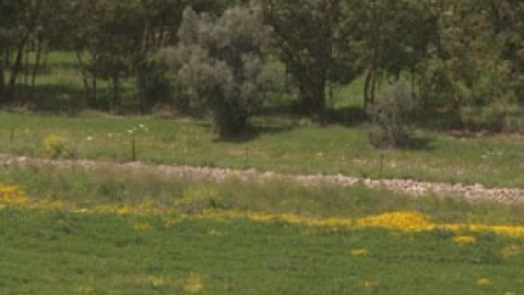 טבעי ביקנעם - תמונה 25 - imgi_91_flowers_9