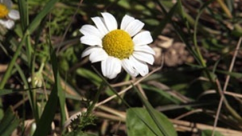 טבעי ביקנעם - תמונה 31 - imgi_88_flowers_6