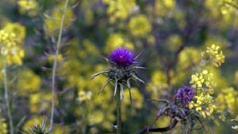 טבעי ביקנעם - תמונה 33 - imgi_82_flowers_11