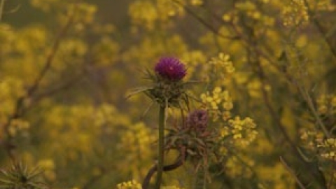 טבעי ביקנעם - תמונה 43 - imgi_87_flowers_5