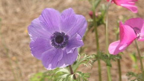 טבעי ביקנעם - תמונה 45 - imgi_89_flowers_7
