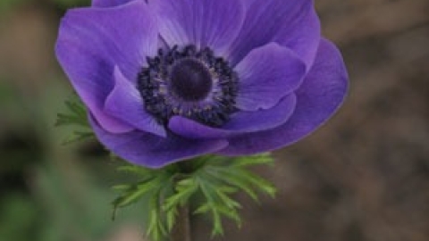 טבעי ביקנעם - תמונה 49 - imgi_86_flowers_4