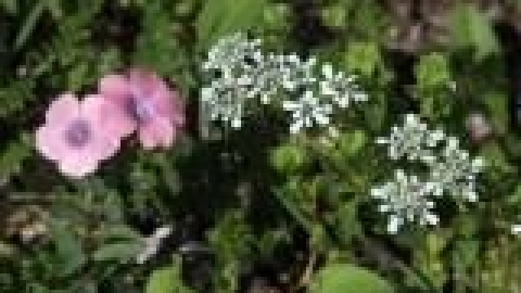 טבעי ביקנעם - תמונה 50 - imgi_29_flowers_12_jpg