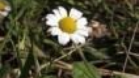 טבעי ביקנעם - תמונה 51 - imgi_34_flowers_6_jpg