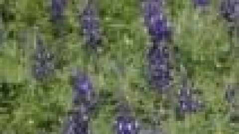 טבעי ביקנעם - תמונה 52 - imgi_30_flowers_2_jpg