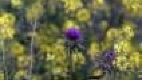 טבעי ביקנעם - תמונה 53 - imgi_28_flowers_11_jpg