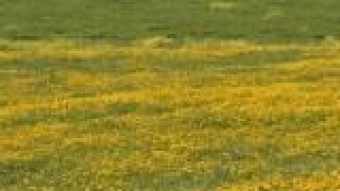 טבעי ביקנעם - תמונה 63 - imgi_36_flowers_8_jpg