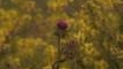 טבעי ביקנעם - תמונה 64 - imgi_33_flowers_5_jpg